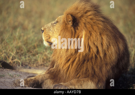 Maned Lion