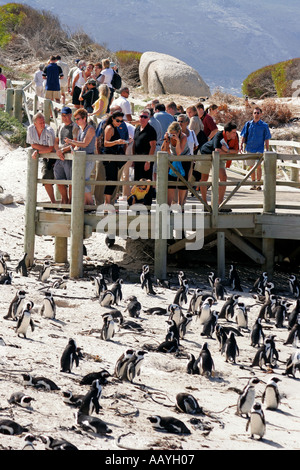 SA simon s town boulders beach jackass penguin colony viewpoint tourists Stock Photo