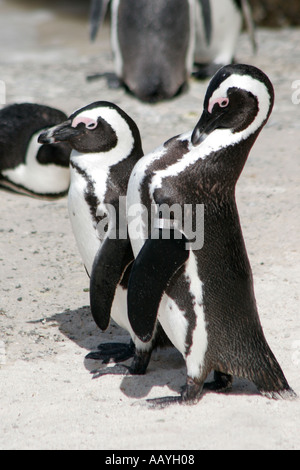SA simon s town boulders beach jackass penguin colony couple Stock Photo