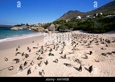 SA simon s town boulders beach jackass penguin colony on the beach penguins breeding Stock Photo