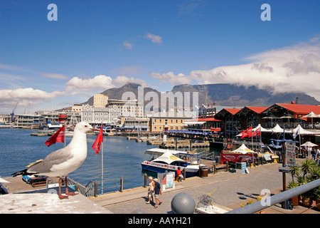south africa cape town Victoria Albert waterfront pier gull Stock Photo