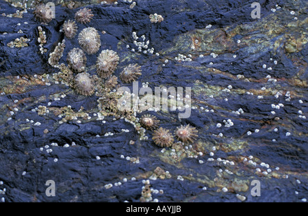 Seashell patterns on rocks in St Ives, Cornwall. Stock Photo