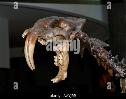 Saber tooth cat (smilodon fatalis) skeleton at Panhandle-Plains ...