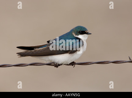 A Tree Swallow perches on a barbed wire at Arrowwood National Wildlife Refuge Stock Photo