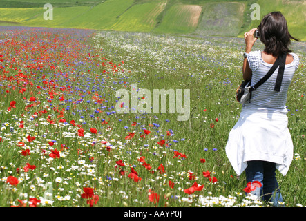 Spectacular annual Wildflower display on the Piano Grande at Castelluccio ,in the Sibillini National Park,Le Marche,Italy Stock Photo