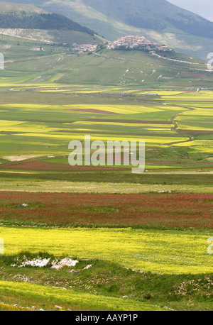 Spectacular annual Wildflower display on the Piano Grande at Castelluccio ,in the Sibillini National Park,Le Marche,Italy Stock Photo