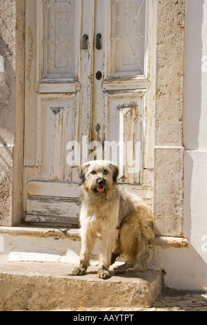 scruffy mongrel dog sitting on doorstep Stock Photo