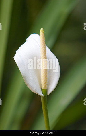 White spathiphyllum clevelandii. Malaysia. Stock Photo
