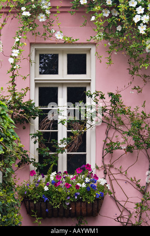 Petunia Pansy and other Flowers in Window Box Charleston South Carolina Stock Photo