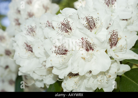 Close-up of white spring azalea flowers, Rhododendron Gudrun, featuring delicate petals with dark maroon spots in full bloom. Stock Photo