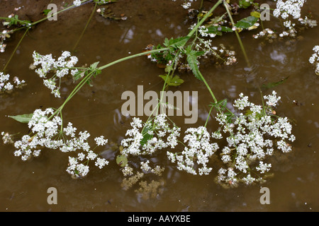 Cow parsley trampled in muddy puddle Stock Photo