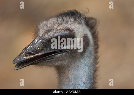 Head Detail Of An Emu, Dromaius Novaehollandiae, Showing The Eye, Beak 