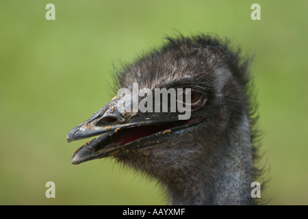 Close up shot of emu head (Dromaius novaehollandiae) at Kuala Lumpur Zoo. Kuala Lumpur, Malaysia. Stock Photo