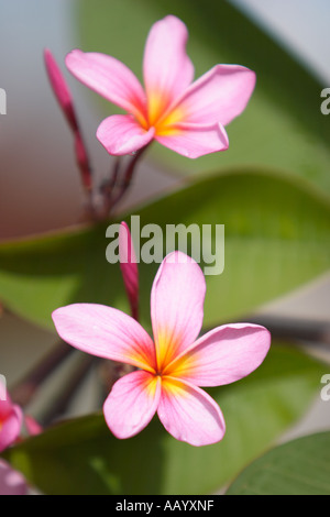 Close up of a frangipani, aka plumeria flowers. Langkawi island, Malaysia. Stock Photo