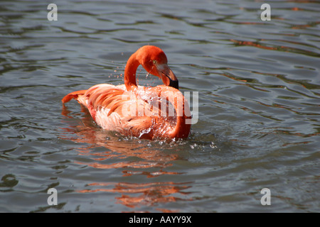 Caribbean flamingo washing Stock Photo