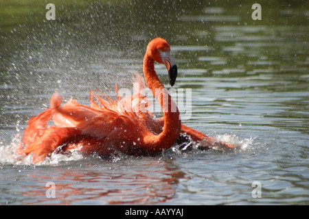 Caribbean flamingo washing Stock Photo