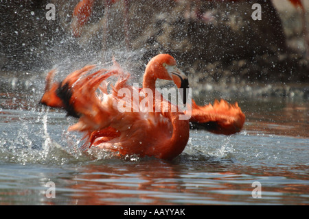 Caribbean flamingo washing Stock Photo