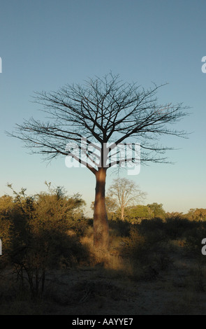 Africa, Botswana, Okavango Delta, Jao Reserve,Tubu Tree Classic Tented ...