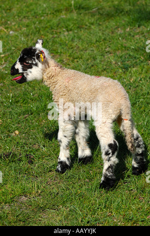 Crying lamb with sheep Stock Photo: 59873 - Alamy