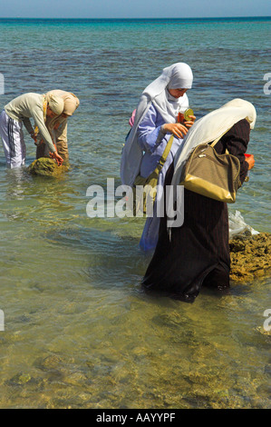 Students on biology field course from Cairo University studying marine life in the Red Sea Hurghada Egypt Stock Photo
