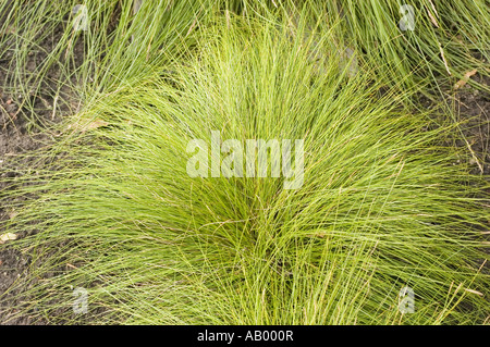 Davalls sedge or Torf-Segge - Cyperaceae - Carex davalliana Stock Photo