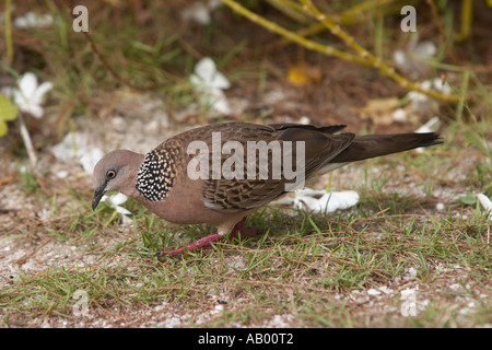 Spotted Dove, also known as the Spotted Turtle Dove. Langkawi island, Malaysia. Stock Photo