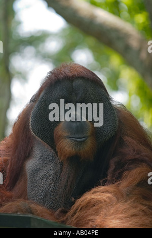 Head and shoulders portrait of an adult male Bornean orangutan (Pongo pygmaeus) at Kuala Lumpur Zoo. Kuala Lumpur, Malaysia. Stock Photo