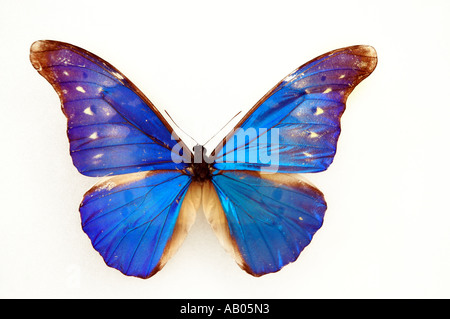 blue-morpho-morpho-rhetenor- blue-morpho-morpho-rhetenor-