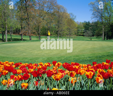 A yellow flag on a black white pole marks the hole on a golf course green Red yellow tulips bloom in the foreground Stock Photo