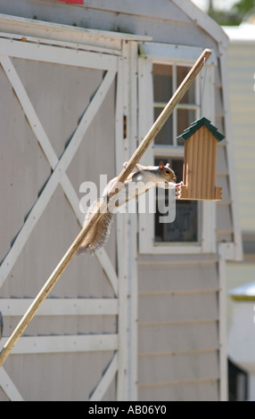 Grey Squirrel stealing birdseed from bird feeder on pole at campground near Dunnellon and Crystal River, Florida, USA Stock Photo