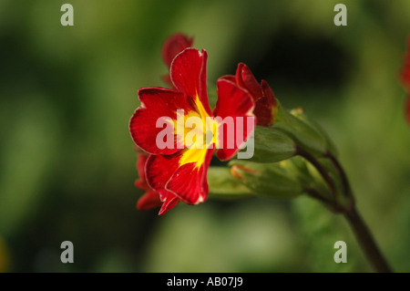 Oxlip Primula flower from eliator group Stock Photo