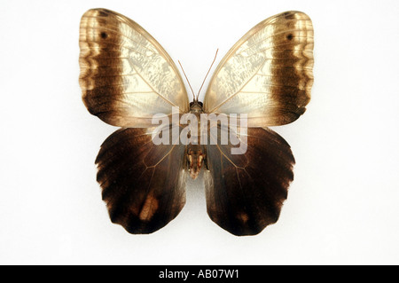 Owl Butterfly Caligo Memnon butterfly from tropical rainforests of Costa Rica Stock Photo