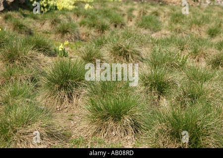 Oxlip Primula Elatior yellow flowers and Festuca Versicolor Fescue grass Stock Photo