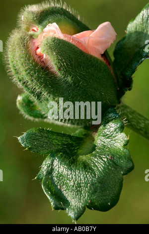 Oriental Poppy bud 'Mrs Perry' (Papaver orientale) about to bloom Stock Photo