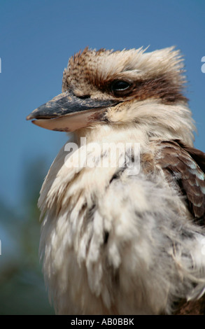 Portrait of a single adult Laughing Kookaburra bird (Dacelo novaeguineae) against a clear blue sky Stock Photo