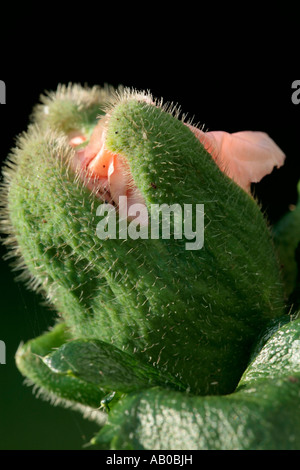 Oriental Poppy bud ( Royal Wedding ) about to bloom Stock Photo