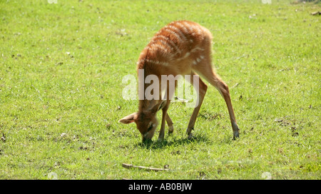 A young female Spekes Sitatunga (Tragelaphus spekii) grazing on grass Stock Photo