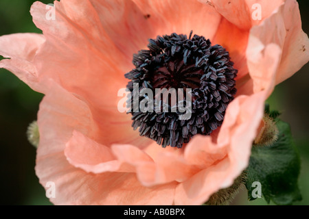 Close up of Oriental Poppy 'Mrs Perry' (Papaver orientale) just coming into bloom Stock Photo