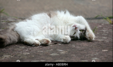Fluffy domestic cat lying down with paw over her head Stock Photo