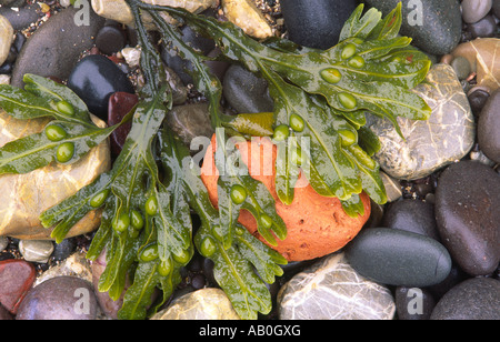 A wet pebbly beach by the sea different coloured pebbles and seaweed on the beach Scottish Borders Scotland UK Stock Photo