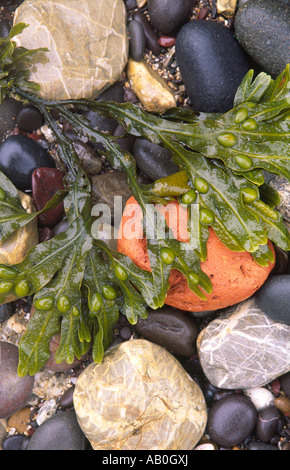 A wet pebbly beach by the sea different coloured pebbles and seaweed on the beach Scottish Borders Scotland UK Stock Photo