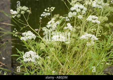 White spring flowers of Water hemlock, Cowbane - Cicuta virosa Stock Photo