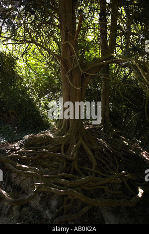 Exposed tree roots in forest Stock Photo - Alamy