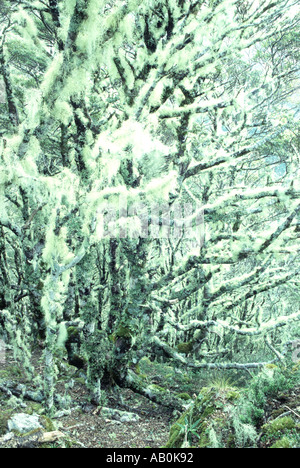 Old Mans Beard lichen on Mountain beech trees Arthurs Pass South Island New Zealand Stock Photo