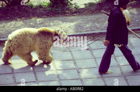 Performing bear being led through the streets of Istanbul Turkey Stock Photo