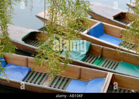 Punts on the River Cam Cambridge UK with willow catkins in the foreground Stock Photo