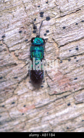 Ruby-tailed Wasp, Chrysis sp. On timber. Top view Stock Photo