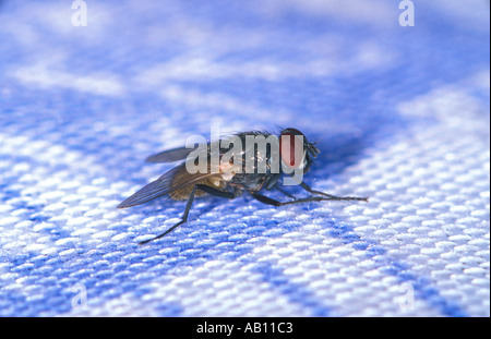House Fly, Musca domestica Stock Photo