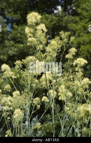 Cream yellow flowers of yellow meadow rue - Ranunculaceae - Thalictrum flavum ssp. glaucum Stock Photo