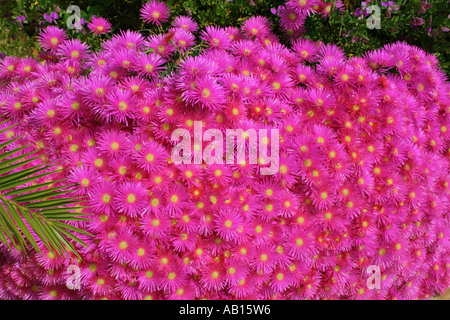 a bright pink carpet of Livingstone daisy flowers Algarve Portugal Stock Photo